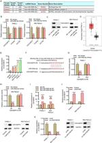 Cdc42EP3 Antibody in Western Blot (WB)
