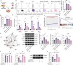 CD4 Antibody in Flow Cytometry (Flow)