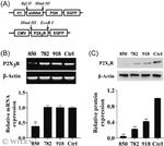 P2X3 Antibody in Western Blot (WB)