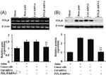 P2X3 Antibody in Western Blot (WB)