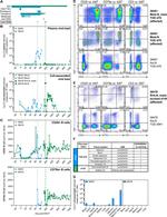 CD20 Antibody in Immunohistochemistry (Paraffin) (IHC (P))