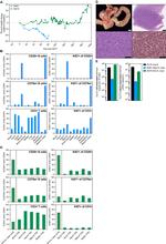 CD20 Antibody in Immunohistochemistry (Paraffin), Flow Cytometry (IHC (P), Flow)