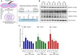 NMDAR1 Antibody in Western Blot (WB)