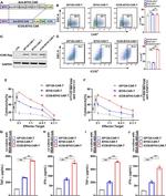 CD278 (ICOS) Antibody in Flow Cytometry (Flow)
