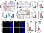 Phospho-AMPK alpha-1,2 (Thr183, Thr172) Antibody in Immunohistochemistry (Paraffin) (IHC (P))
