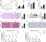 CD365 (TIM1) Antibody in Western Blot (WB)