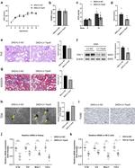 CD365 (TIM1) Antibody in Western Blot (WB)