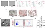 CD45 Antibody in Flow Cytometry (Flow)