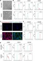 CD31 (PECAM-1) Antibody in Flow Cytometry (Flow)