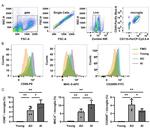 CD86 (B7-2) Antibody in Flow Cytometry (Flow)