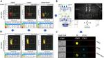 CD166 (ALCAM) Antibody in Flow Cytometry (Flow)