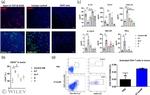 CD4 Antibody in Flow Cytometry (Flow)