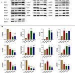 ERK1/ERK2 Antibody in Western Blot (WB)
