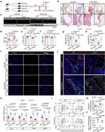 Ly-6C Antibody in Flow Cytometry (Flow)