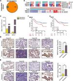 MRAS Antibody in Immunohistochemistry (IHC)