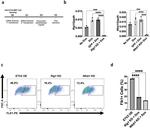 CD309 (FLK1) Antibody in Flow Cytometry (Flow)