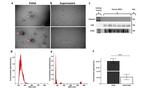 CD63 Antibody in Western Blot (WB)