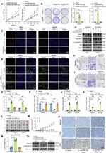 RNF19A Antibody in Western Blot (WB)