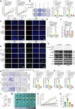 RNF19A Antibody in Western Blot (WB)