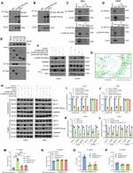 RNF19A Antibody in Western Blot (WB)