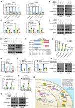 RNF19A Antibody in Western Blot (WB)