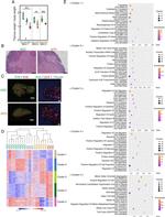 AIRE Antibody in Immunohistochemistry (Paraffin) (IHC (P))