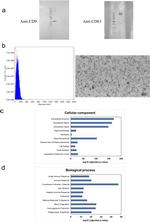 CD9 Antibody in Western Blot (WB)