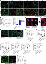 CD91 Antibody in Flow Cytometry (Flow)