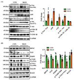 APP (Amyloid Precursor Protein) Antibody in Western Blot (WB)
