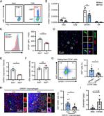 GPR30 Antibody in Flow Cytometry (Flow)