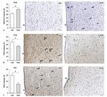 DAGLA Antibody in Immunohistochemistry (IHC)