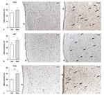 DAGLA Antibody in Immunohistochemistry (IHC)