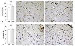 NAPE PLD Antibody in Immunohistochemistry (IHC)