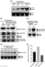 GSK3 alpha/beta Antibody in Western Blot (WB)