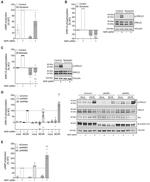 GNAS Antibody in Western Blot (WB)