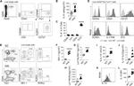 CD45 Antibody in Flow Cytometry (Flow)