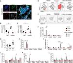 CD45 Antibody in Flow Cytometry (Flow)