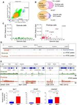 IP3 Receptor 1 Antibody in Flow Cytometry (Flow)