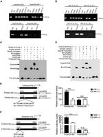 RXRA Antibody in ChIP Assay (ChIP)