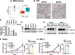 MUC1 Antibody in Immunohistochemistry (Paraffin) (IHC (P))
