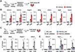 MAFG Antibody in ChIP Assay (ChIP)