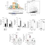 FLI1 Antibody in ChIP Assay (ChIP)