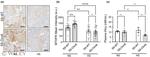 MTHFR Antibody in Immunohistochemistry (Paraffin) (IHC (P))