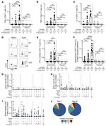 IFN gamma Antibody in Flow Cytometry (Flow)