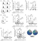 IFN gamma Antibody in Flow Cytometry (Flow)
