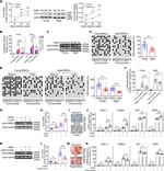 C/EBP alpha Antibody in ChIP Assay (ChIP)
