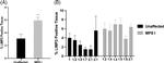LIMP2 Antibody in Immunohistochemistry (Paraffin) (IHC (P))