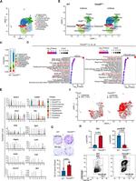 CD90.2 (Thy-1.2) Antibody in Flow Cytometry (Flow)