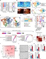 CD90.2 (Thy-1.2) Antibody in Flow Cytometry (Flow)