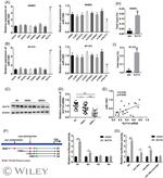 KLF14 Antibody in ChIP Assay (ChIP)